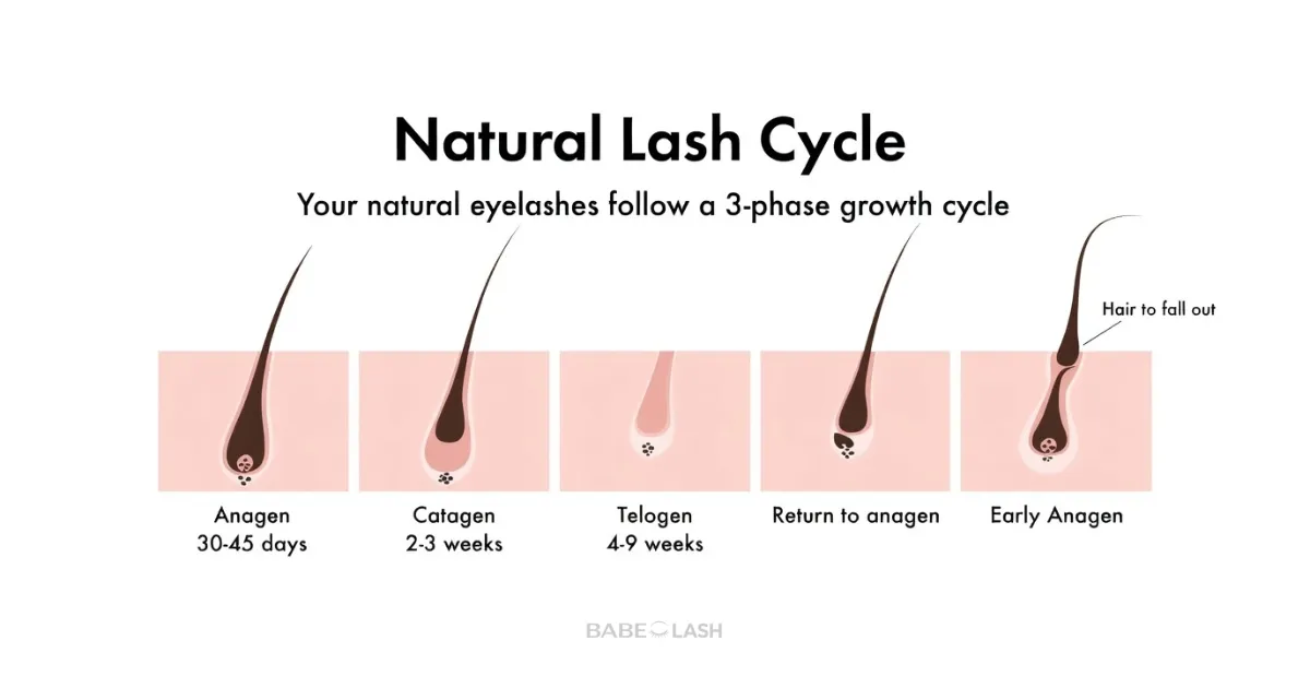natural-lash-cycle
